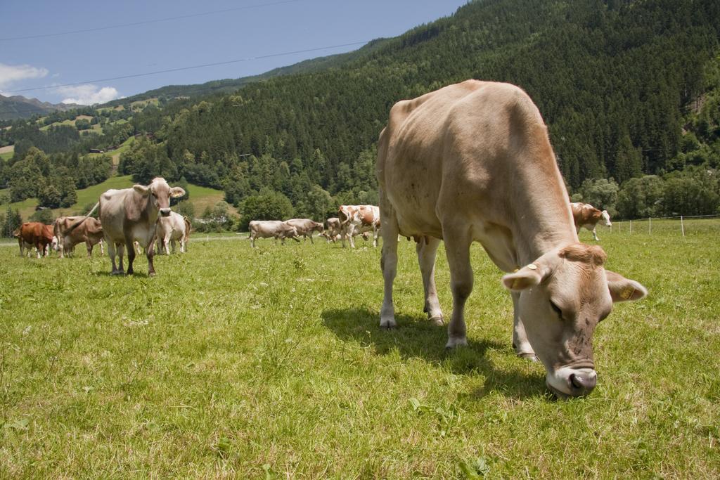 Martlerhof Daire Aschau Im Zillertal Dış mekan fotoğraf